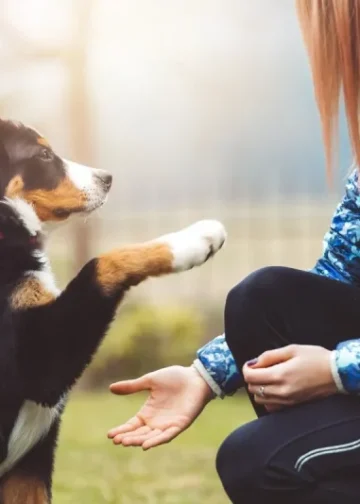 10 Easy Tricks To Teach Your Dog
