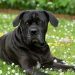 Pros and Cons of a Cane Corso