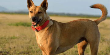 From Wild to Wonderful: The Ultimate Carolina Dog Puppies Guide