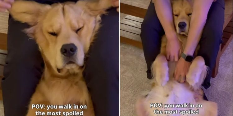 Video of Golden Retriever Getting Spoiled by Owner Melts Hearts