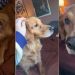 Golden Retriever Proves a Little Sunshine Goes a Long Way in Winter