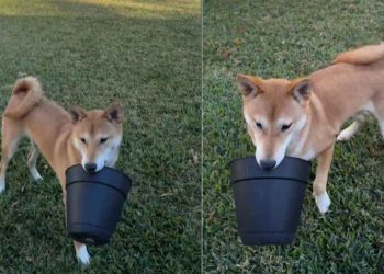 Video Shows Dog Turning Mom’s Flower Pot Into His New Favorite Toy