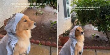 Video: Dog Feels Sad for Missing Out on Walk Due To Rain
