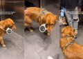 Golden Retriever Tries To ‘Impress the Ladies’ by Doing This