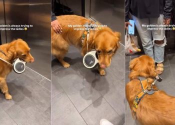 Golden Retriever Tries To ‘Impress the Ladies’ by Doing This
