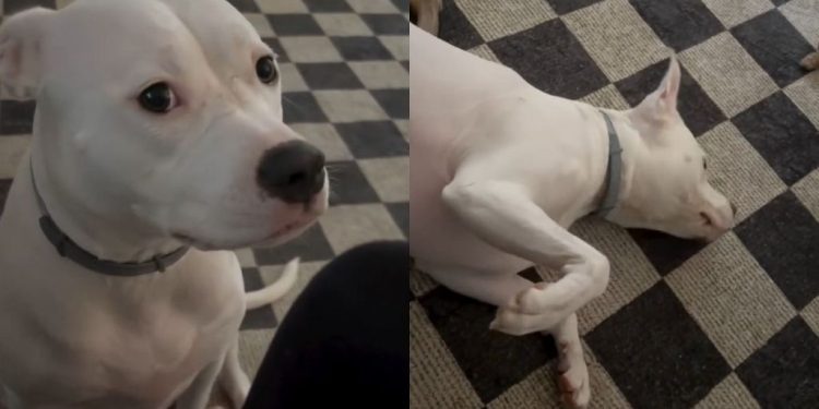 Video: Dog Gets ‘Mad’ at Owner for This Hilarious Reason