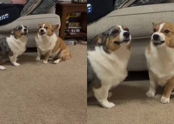 Video: Dogs Exhibit a ‘Love-Hate Relationship’ With Just Their Expressions