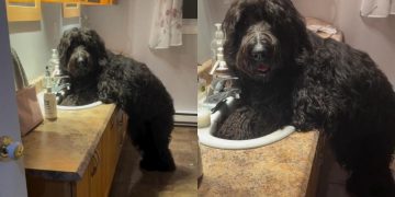 Dog Unapologetically Takes Over Mom’s Sink in Funny Video