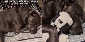 Video Shows Dog’s Reaction to Not Having Bedtime Toy at Her Side