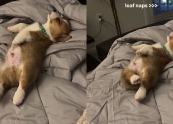 Corgi Pup’s Nap Video Will Make Your Day