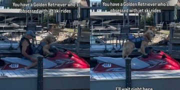 Golden Retriever ‘Obsessed’ With Jet Skis Demands Two Rides