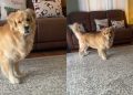 Video: Golden Retriever Does a Terrible Job of Hiding a Rock in His Mouth