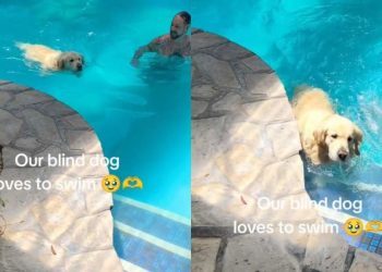 Video: Blind Golden Retriever Swims in the Pool To Cool off on Hot Day