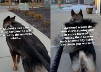 Video: Dog Pulls on Leash in Harsh Weather to Protect Owner