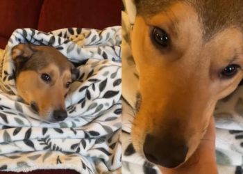 Video: Dog Makes His Demand for Head Scratches Clear to Owner