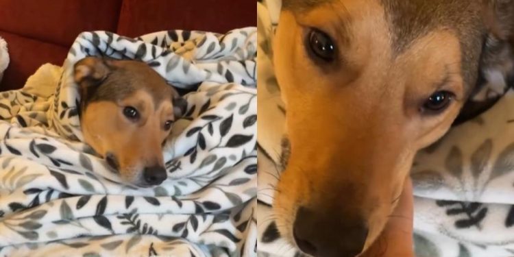 Video: Dog Makes His Demand for Head Scratches Clear to Owner