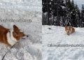 Video: Dog’s Hike in Snow Ends With the Perfect View