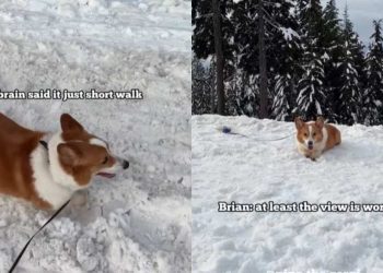 Video: Dog’s Hike in Snow Ends With the Perfect View