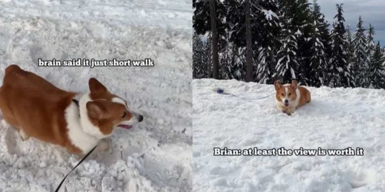 Video: Dog’s Hike in Snow Ends With the Perfect View
