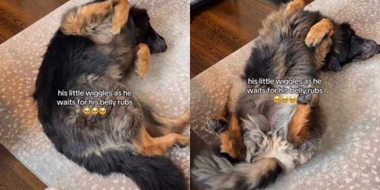 Video: Dog Wiggles His Paws While He Waits for Belly Rubs