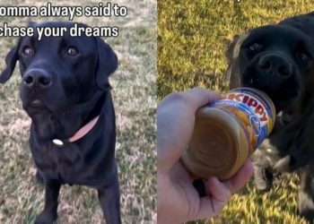 Video: Dog Chases His Peanut Butter Dream & It’s Exactly What You Think