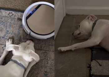 Video Documents Pit Bull’s Reaction With & Without Robot Vacuum