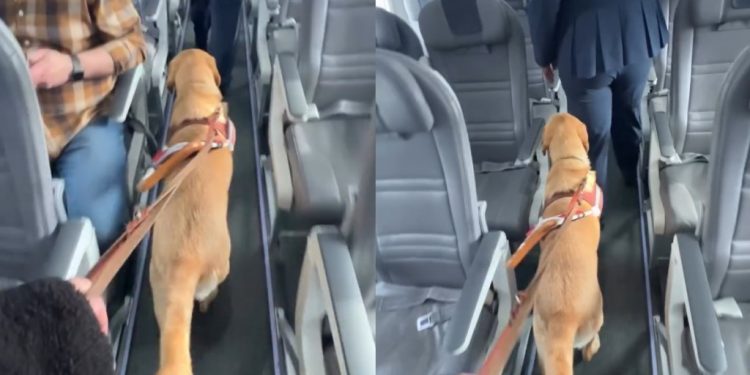 Video: Guide Dog Helps ‘Blind Owner’ Find Seat on Plane