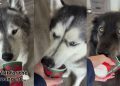 Video: Dogs’ Pup Cup-Eating Session Comes to a Hilarious End
