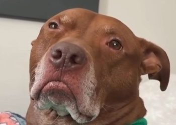 Video: Pit Bull Judges Mom for Making up Songs