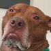 Video: Pit Bull Judges Mom for Making up Songs