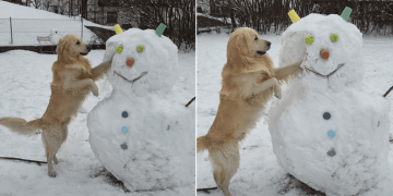 Golden Retriever Wants His Balls Back So He Does This in the Snow
