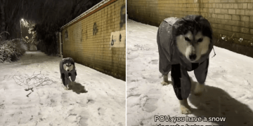 Video Shows ‘Snow Dog’ Not Entirely Pleased With the Snowfall