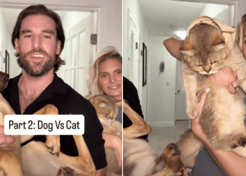 Video of Dog & Cat Competing in Agility Test Ends Unexpectedly