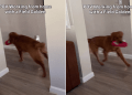 Video Shows What It’s Like to Work With a Field Golden Retriever Around