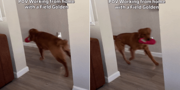 Video Shows What It’s Like to Work With a Field Golden Retriever Around