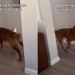 Video Shows What It’s Like to Work With a Field Golden Retriever Around