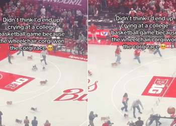 Wheelchair Corgi Wins Friendly Dog Race in Viral Video