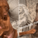 Hilarious Video Shows Dogs Exhibiting Peak Sibling Behavior