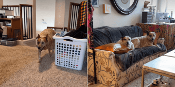 Video of Dogs Reacting to the Idea of Spending Time With Mom
