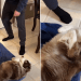 Video Shows Dog Fully Cooperating While Getting Paws Dried