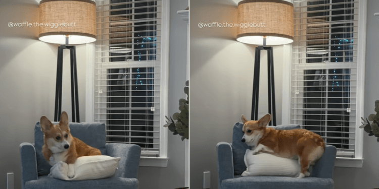 Video Shows Why Dog Has a Hard Time Getting Comfy on Chairs