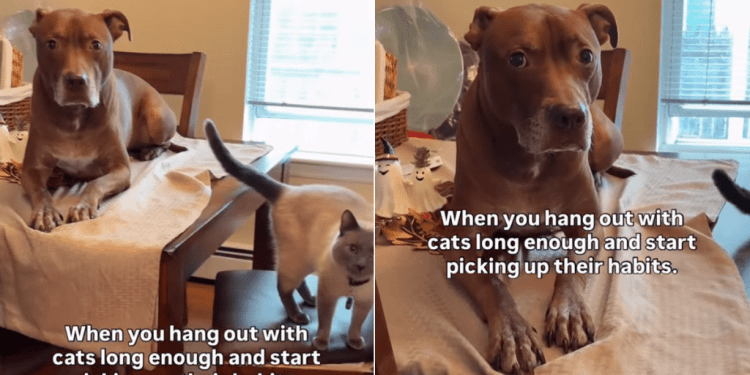 Video: Dog Starts Acting Like a Cat After Living Together