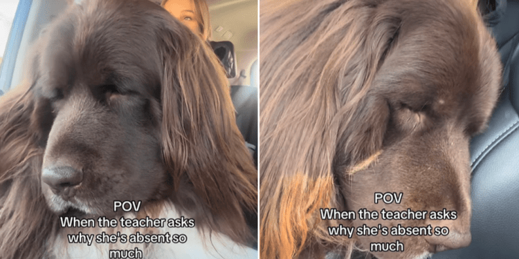 Video: Big Dog Pulls a Long Face When Tiny Human Has To Go to School