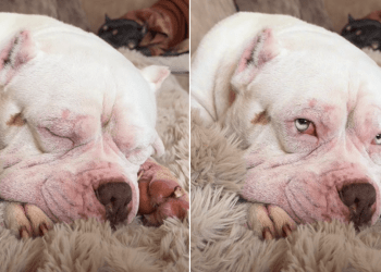 Video: Rescue Dog Responds to New Name a Week After Arriving at Forever Home