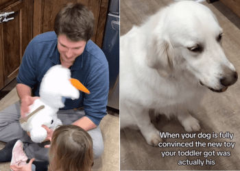 Golden Retriever Gets ‘Jealous’ of Tiny Human Who Just Got a New Toy