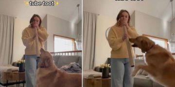 Golden Retriever Gets Zoomies When Owner Plays ‘Tube Toot’