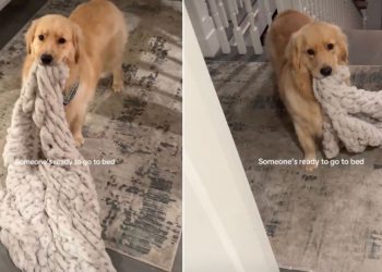 Video: Golden Retriever Drops a Big Hint When it’s Time to Go to Bed