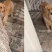 Video: Golden Retriever Drops a Big Hint When it’s Time to Go to Bed