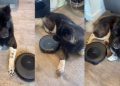 Video: Dog Is So Unbothered by Robot Vacuum It’s Hilarious