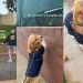 Video: Golden Retriever Goes on Tennis Ball Hunt With His Humans